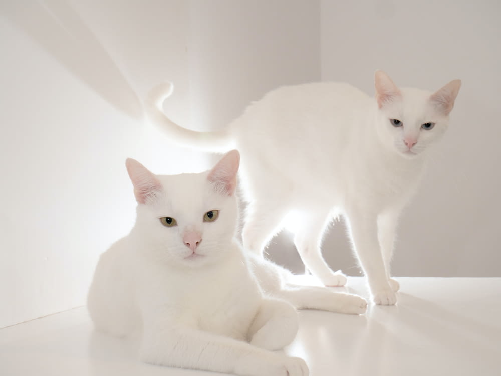 white cat on white ceramic bathtub