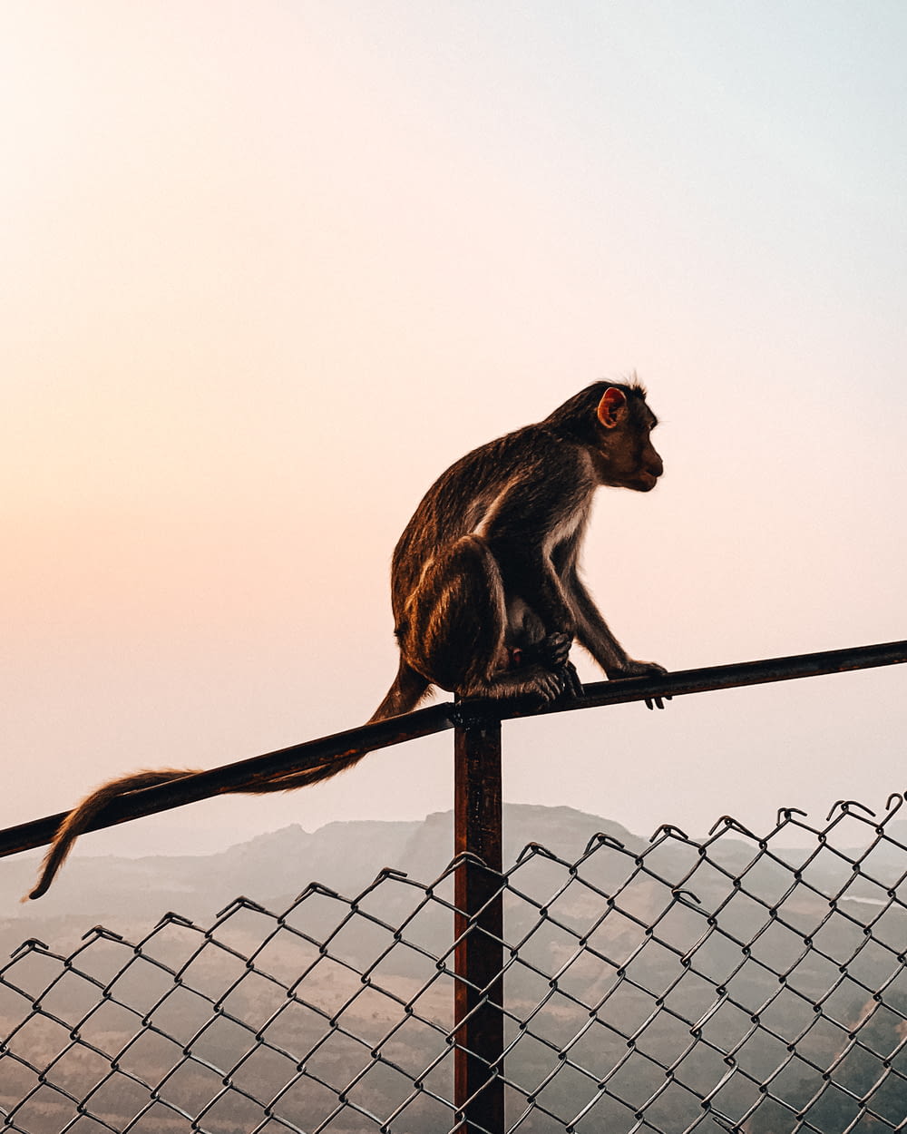 black and brown monkey on brown wooden fence during daytime