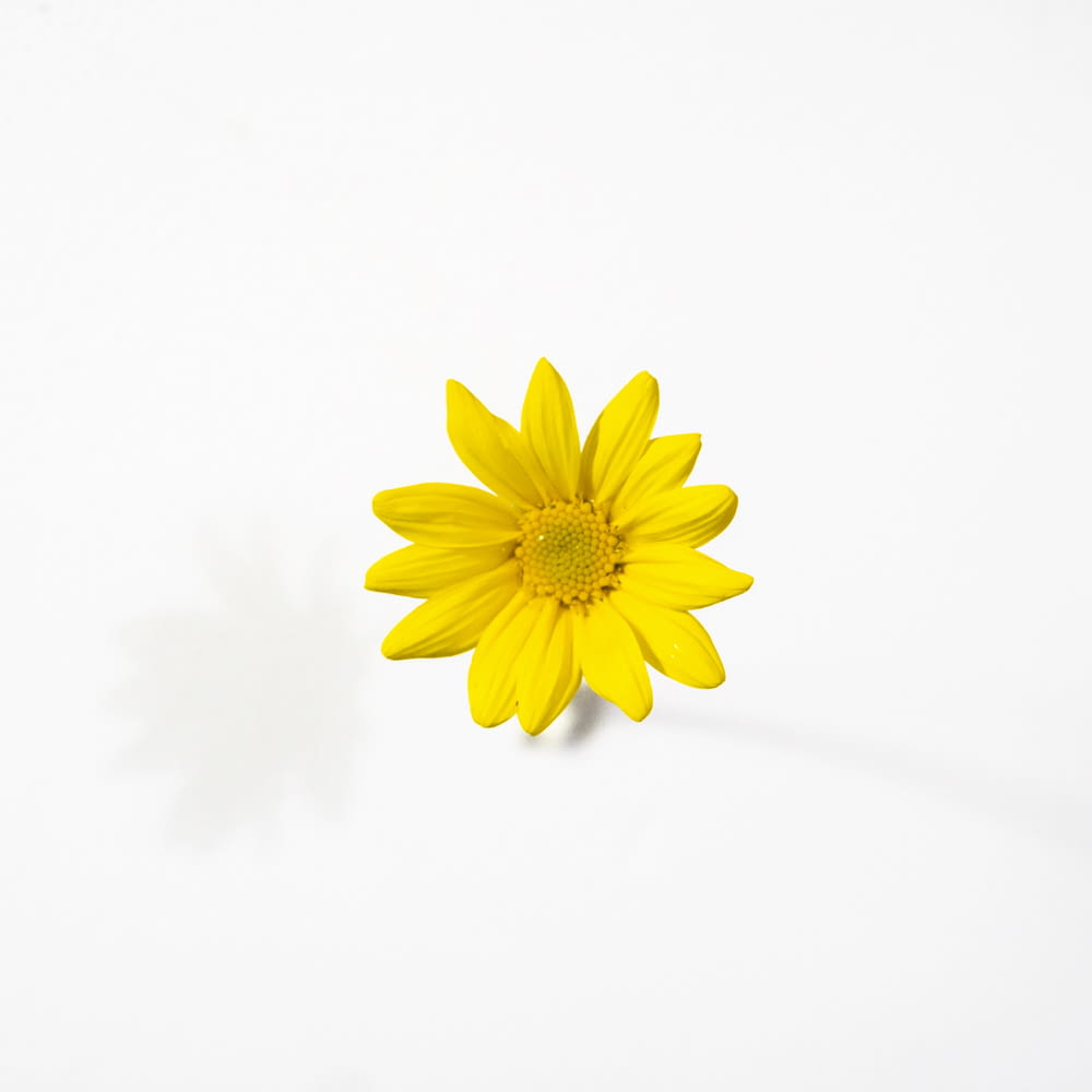 margarida amarela na foto de close up da flor