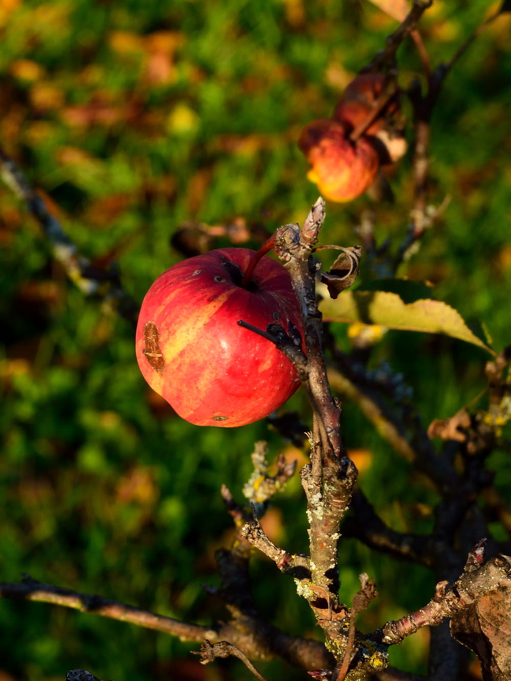 frutto della mela rossa sul ramo marrone dell'albero