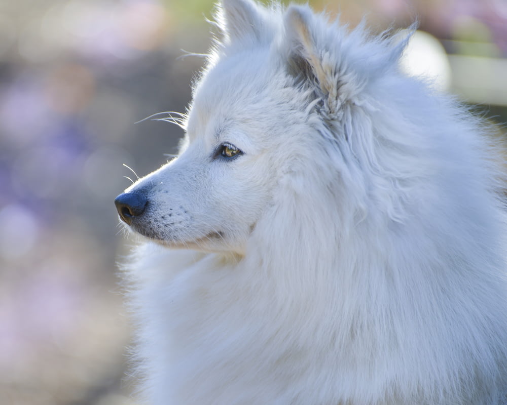 white long coated dog in tilt shift lens