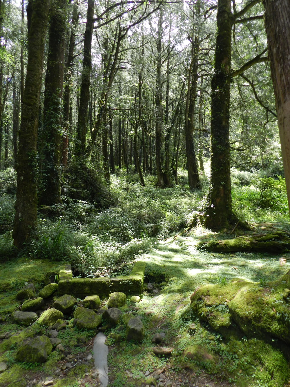 森の中の岩に緑の苔
