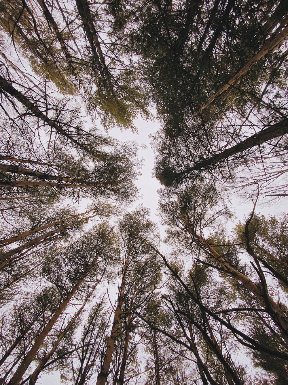 looking up at the tops of tall trees