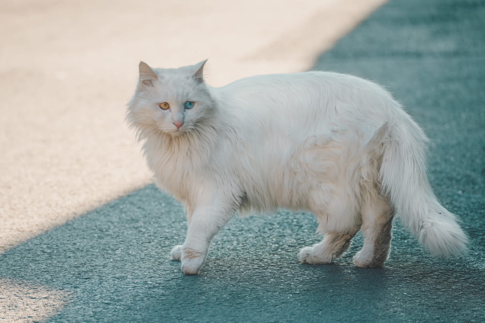 white cat on gray concrete floor
