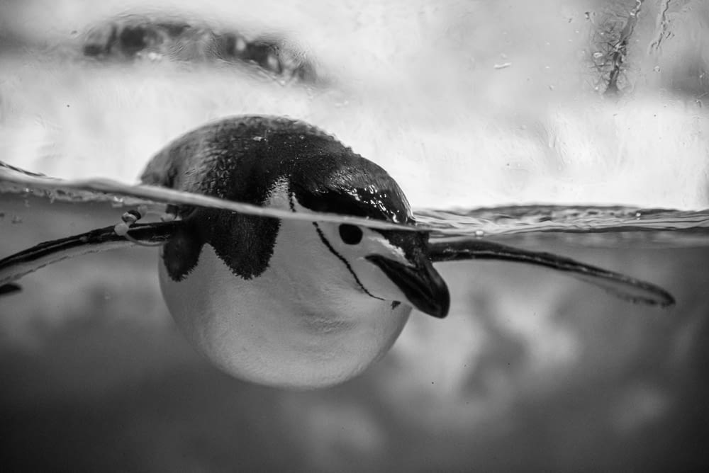 black and white penguin on water