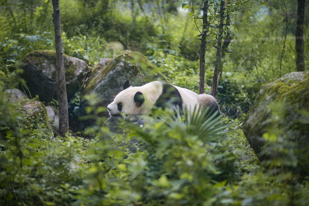 white and black panda on tree branch during daytime