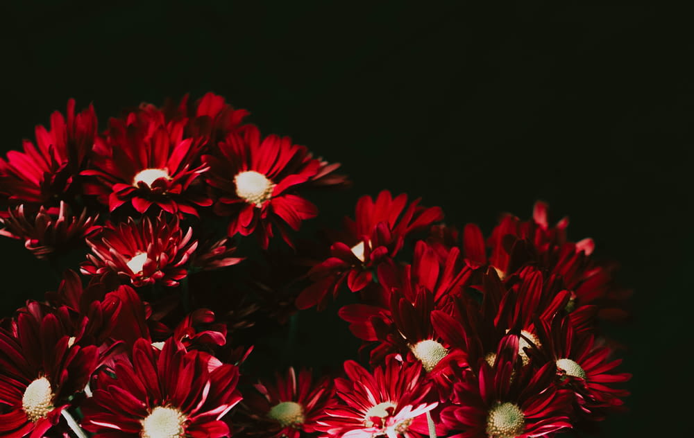 red and white flowers in black background