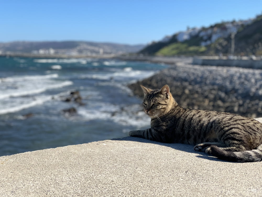 brown tabby cat on gray concrete surface near body of water during daytime