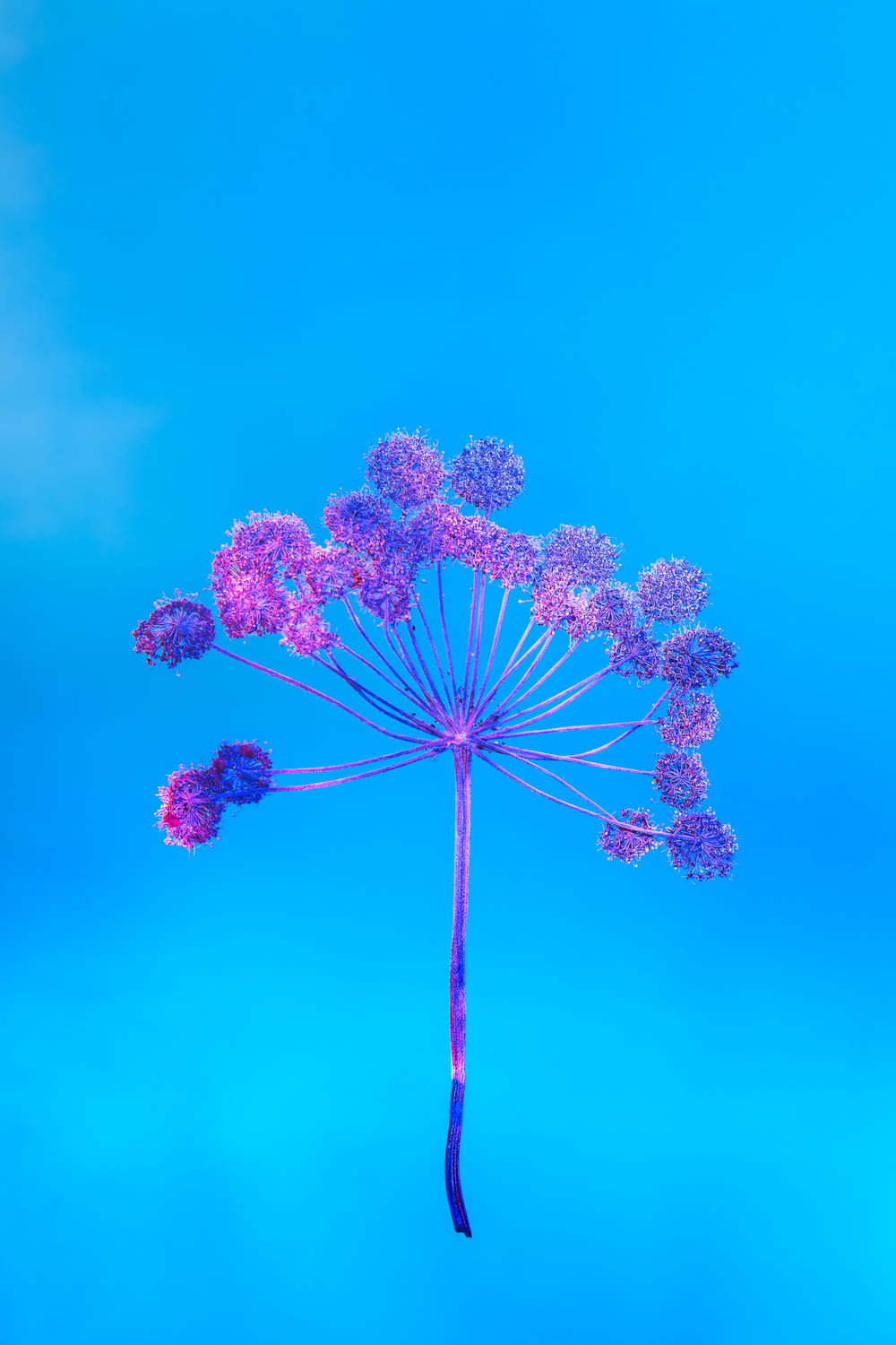 purple and white flower under blue sky
