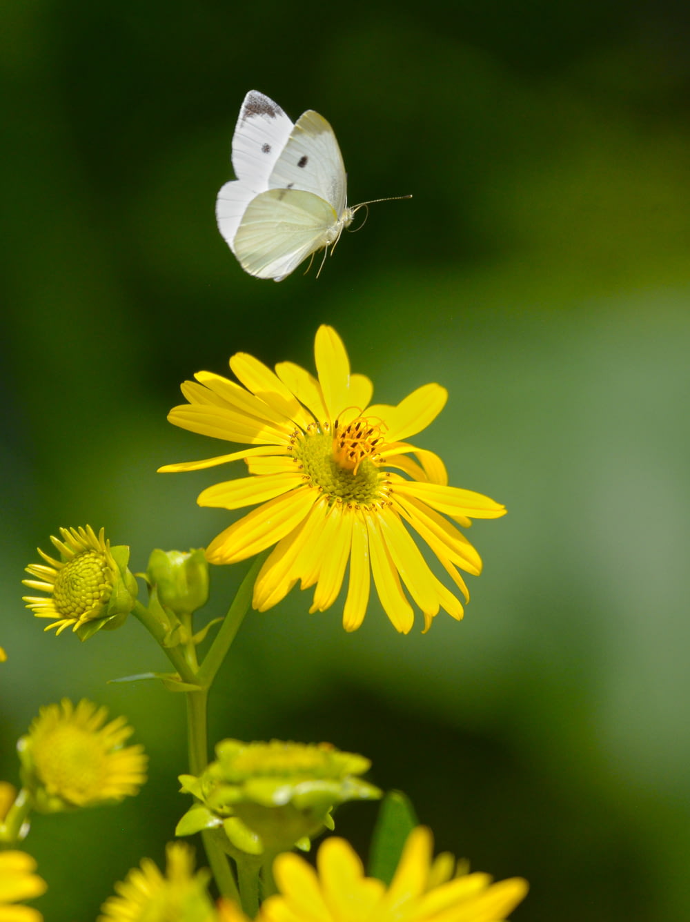 white butterfly perched on yellow flower in close up photography during daytime