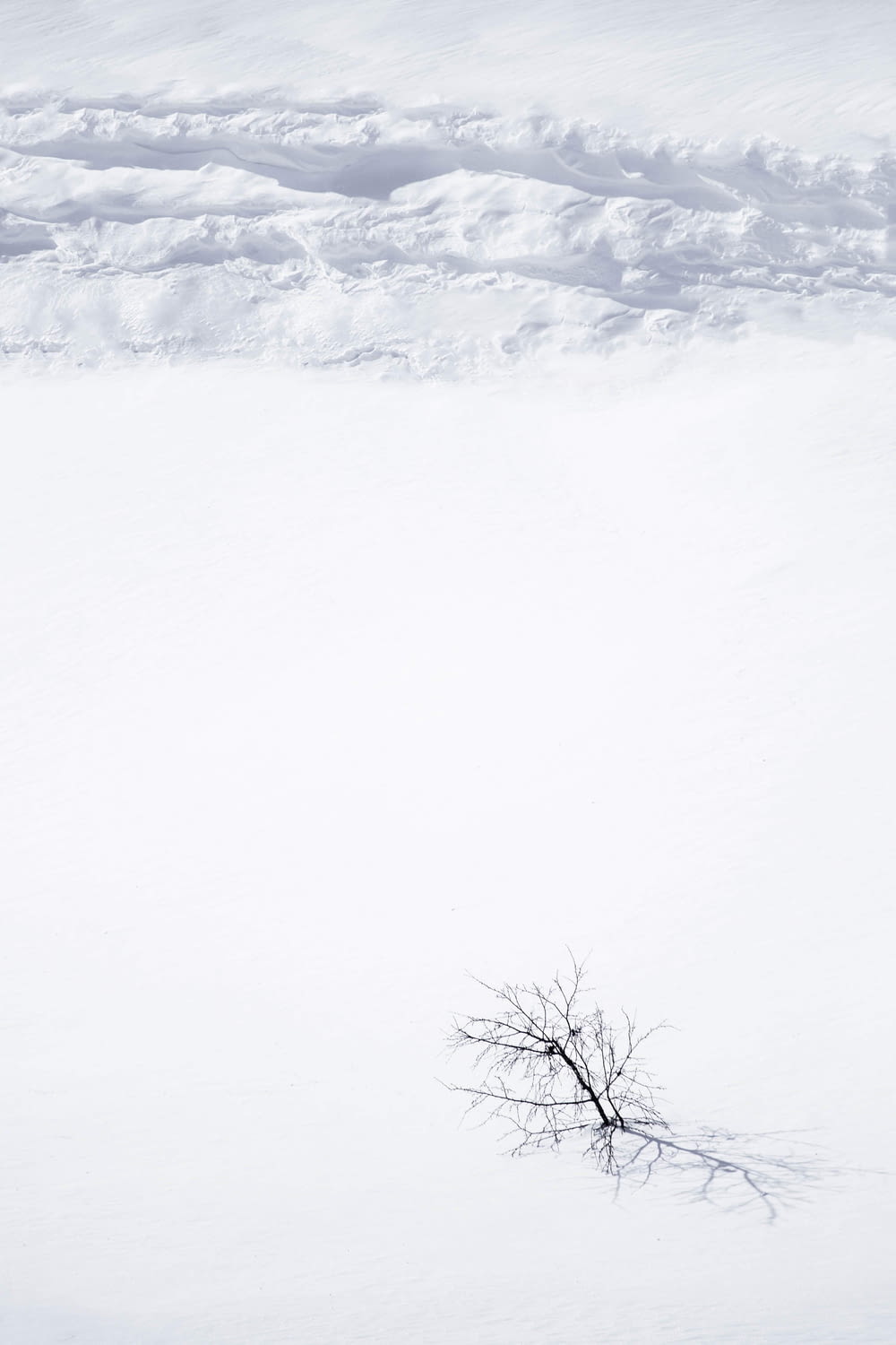 bare tree on snow covered ground during daytime