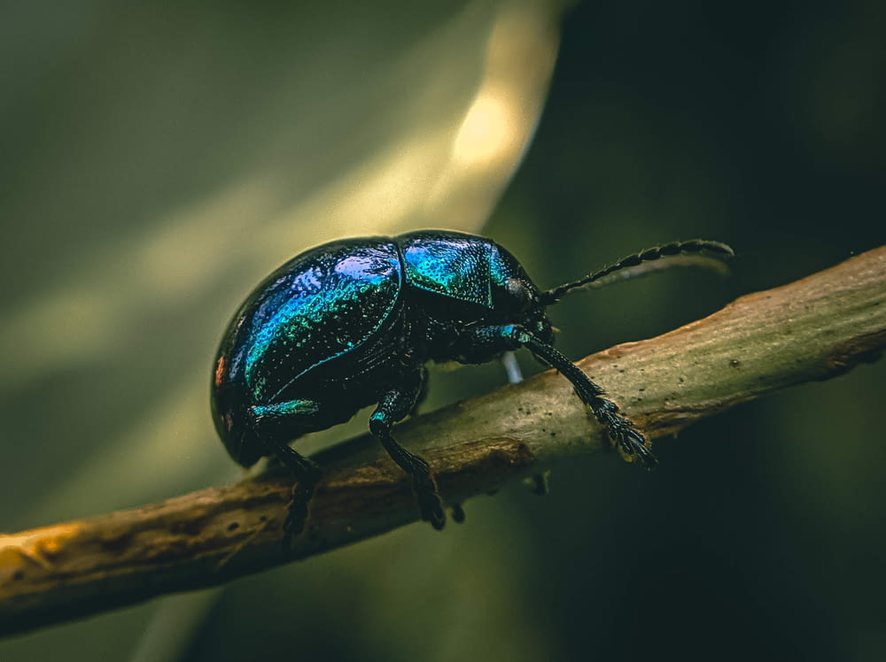 green beetle on brown wood