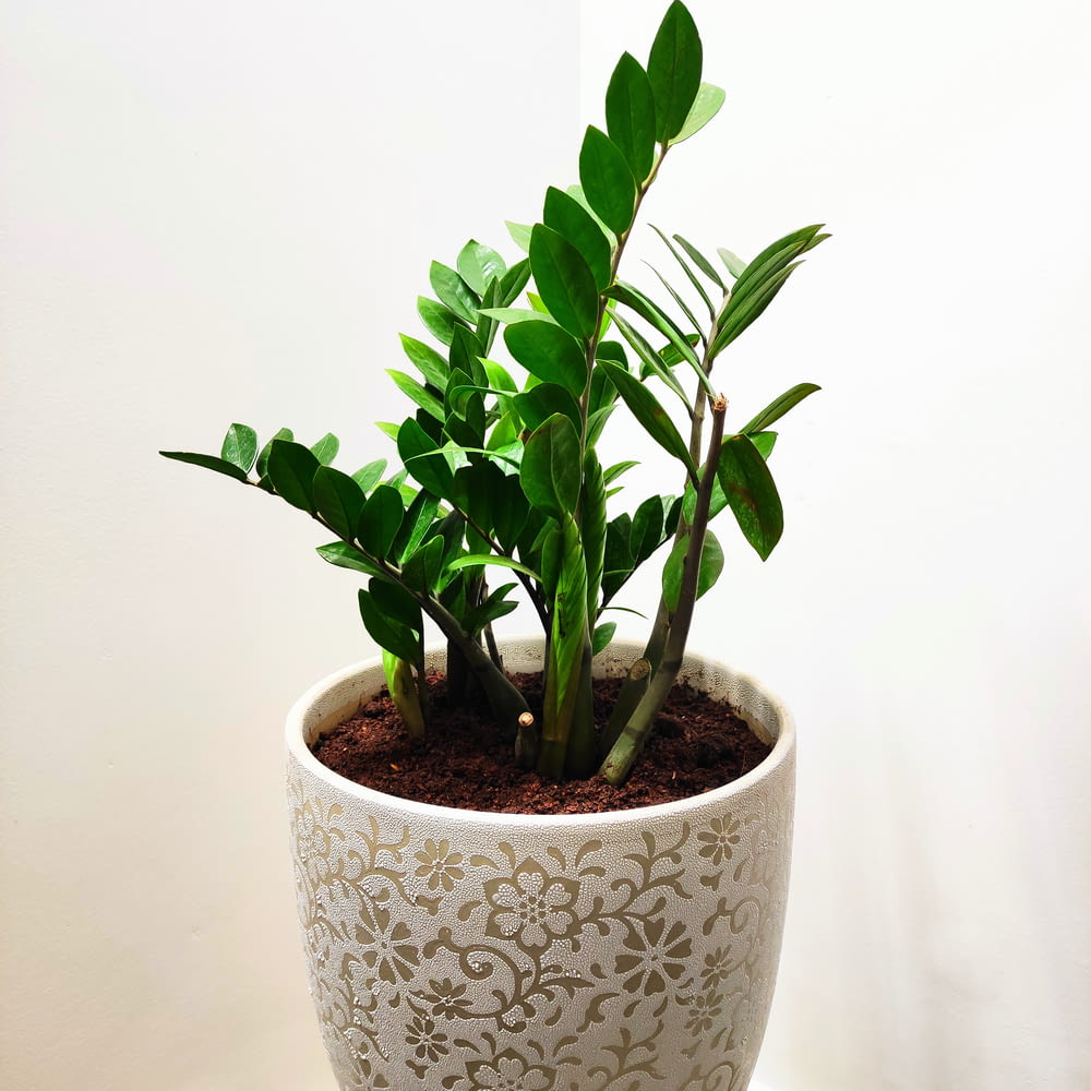 green plant on white and blue ceramic pot