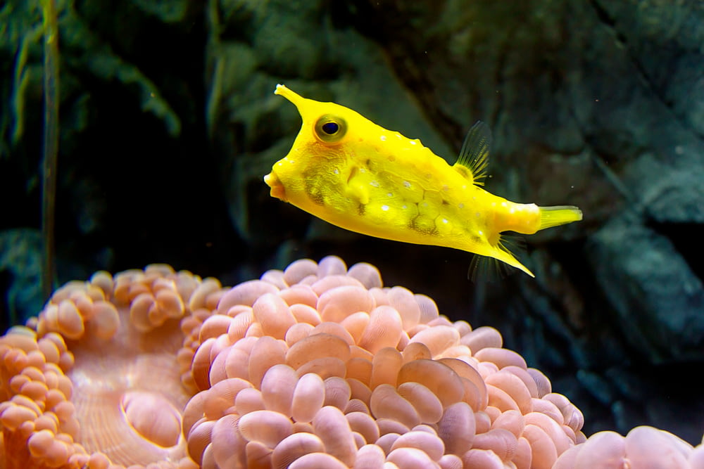 yellow fish on coral reef