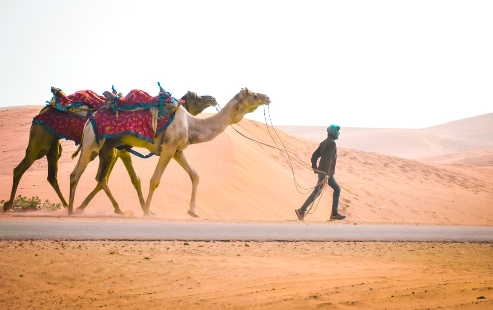 homem em jaqueta azul e calças pretas de pé ao lado do camelo no deserto durante o dia