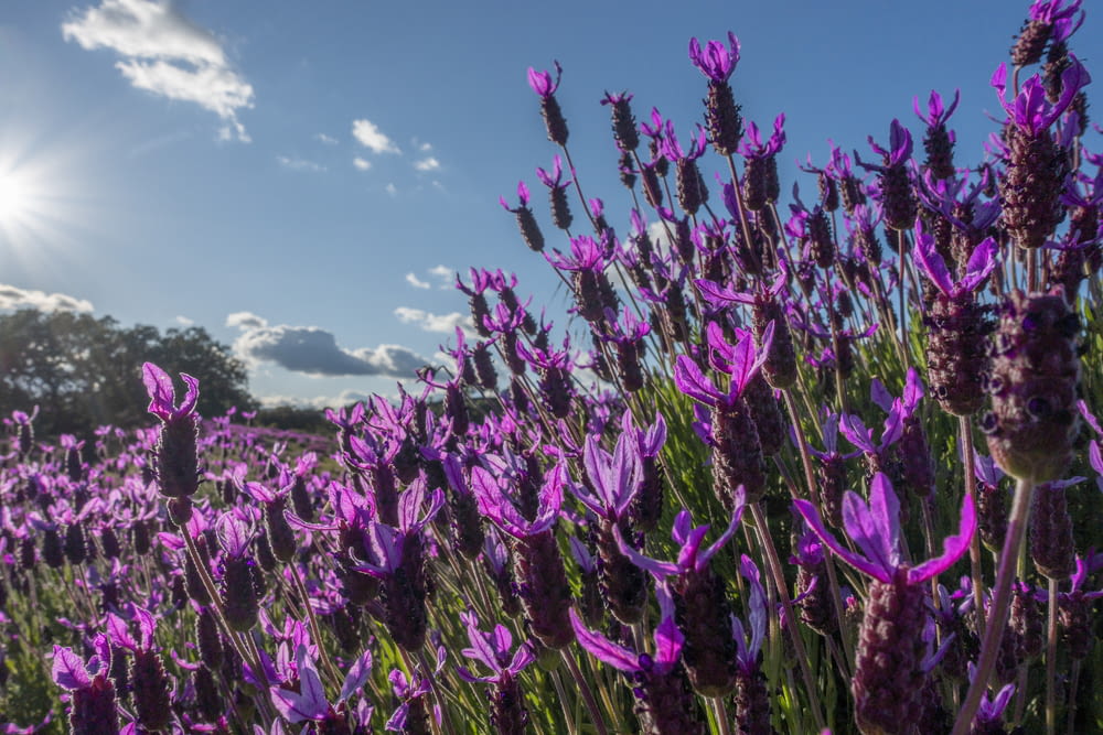 purple flower field under blue sky during daytime