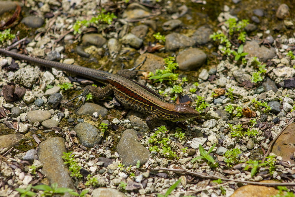 brown and black lizard on ground
