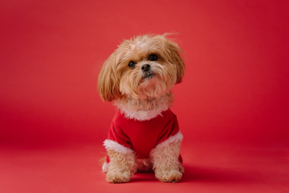 cão pequeno branco de revestimento longo no têxtil vermelho