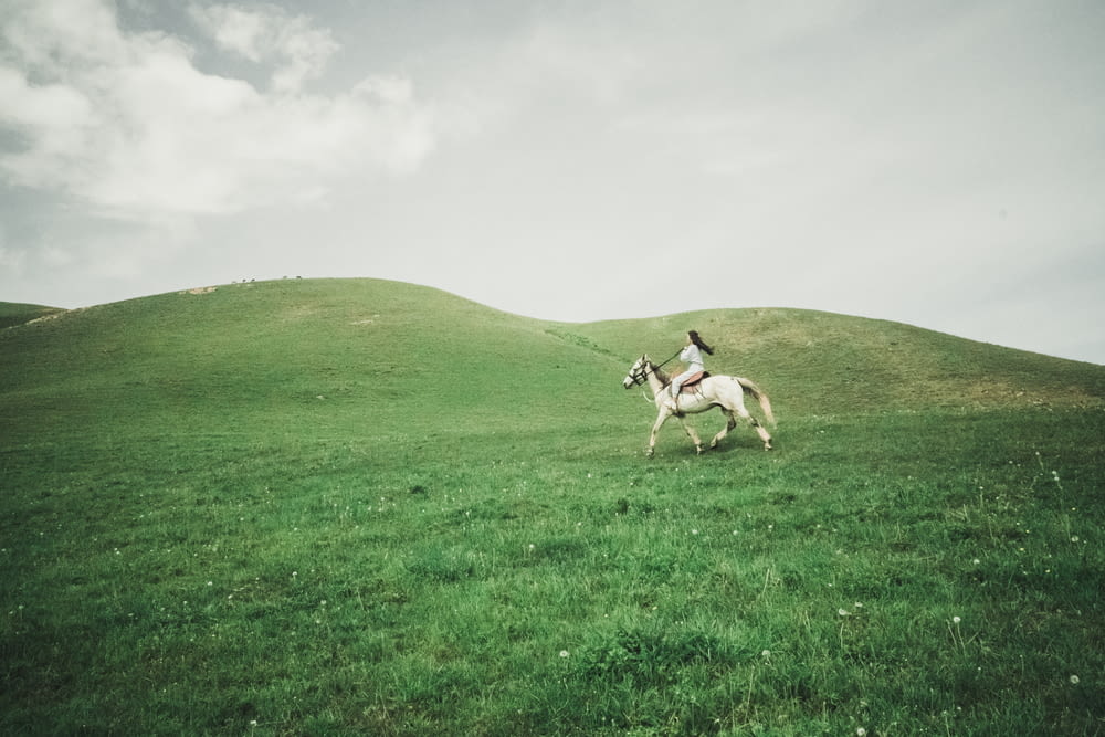 Braunes und weißes Pferd auf grünem Grasfeld unter weißen Wolken tagsüber