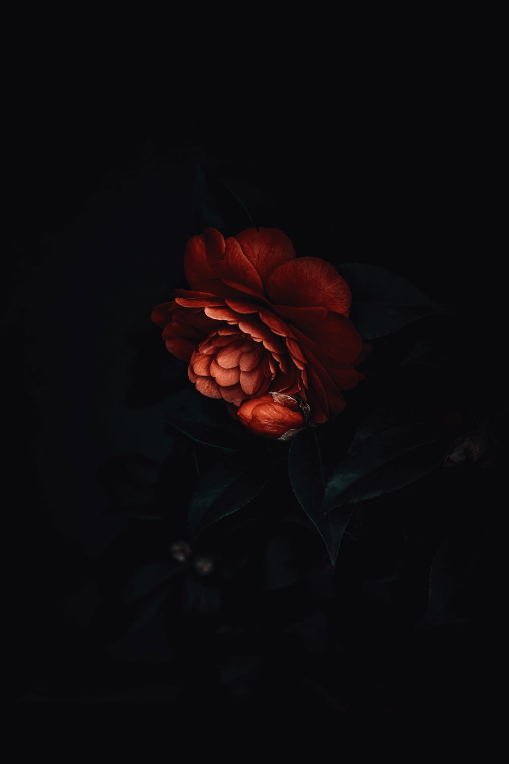 red flower in black background