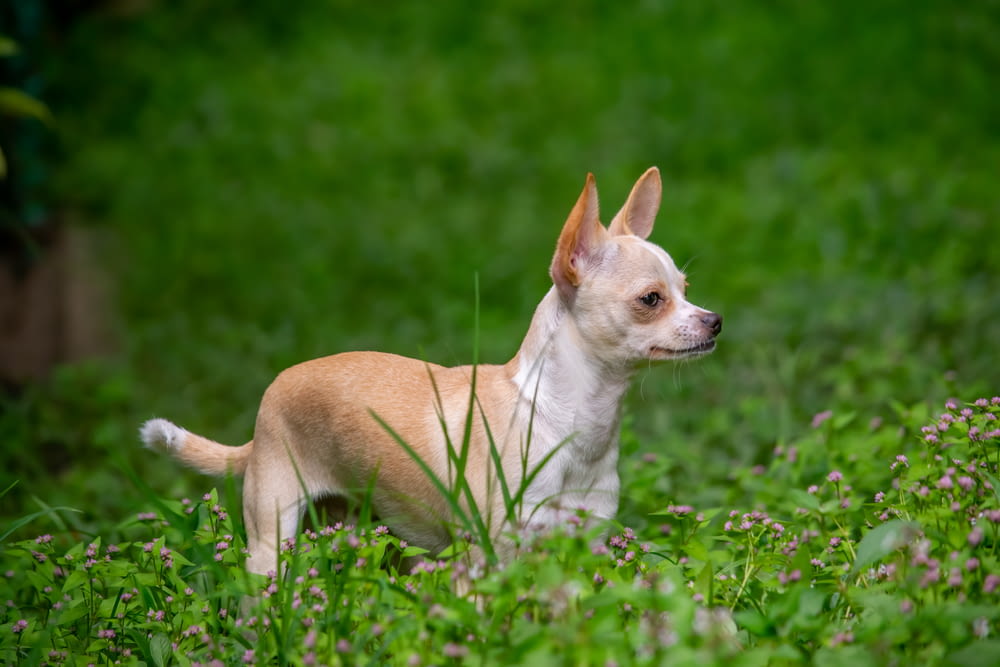 brown chihuahua on green grass field during daytime
