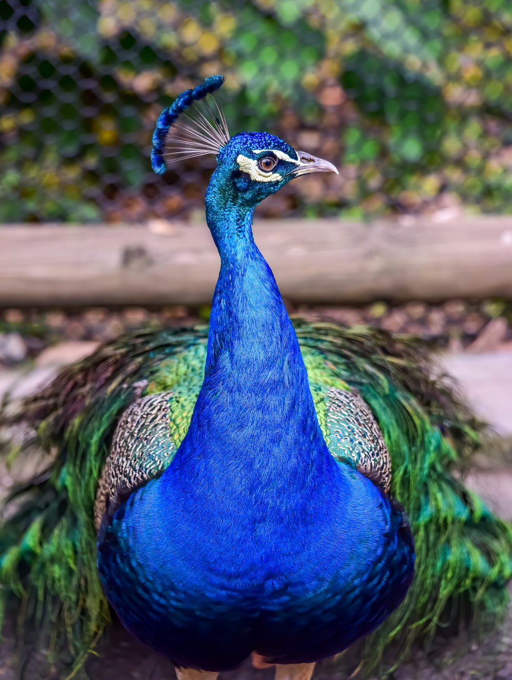 pavo real azul, verde y marrón