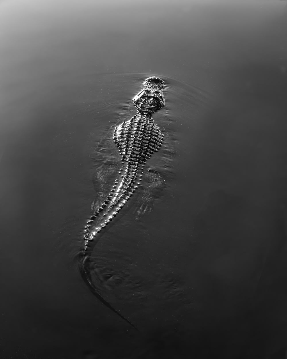 Schwarzes und weißes Krokodil auf dem Wasser