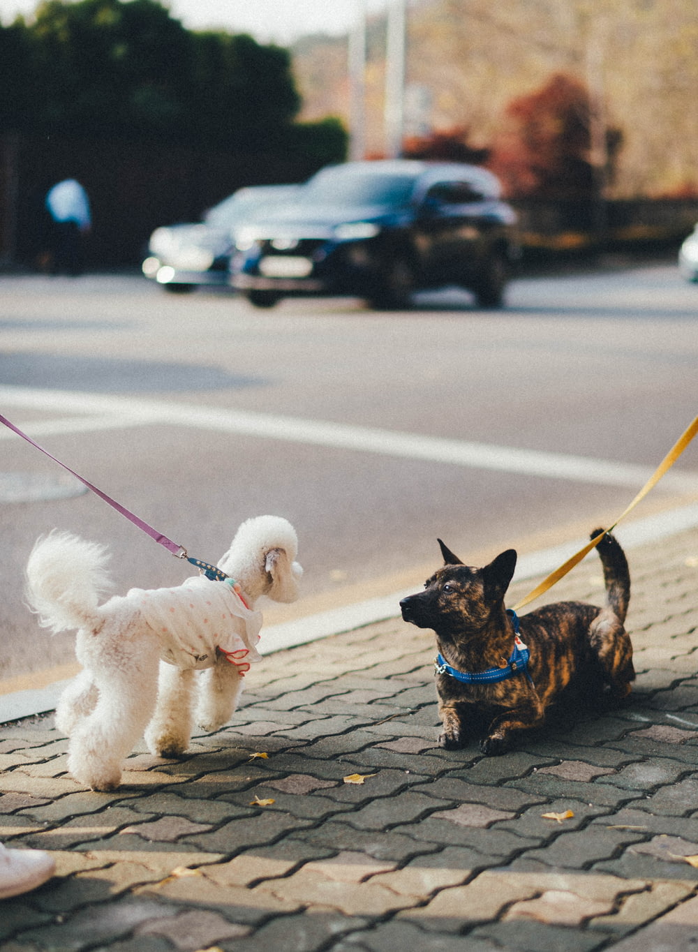 brun et noir petit chien à poil court avec petit chien à poil long blanc sur béton gris