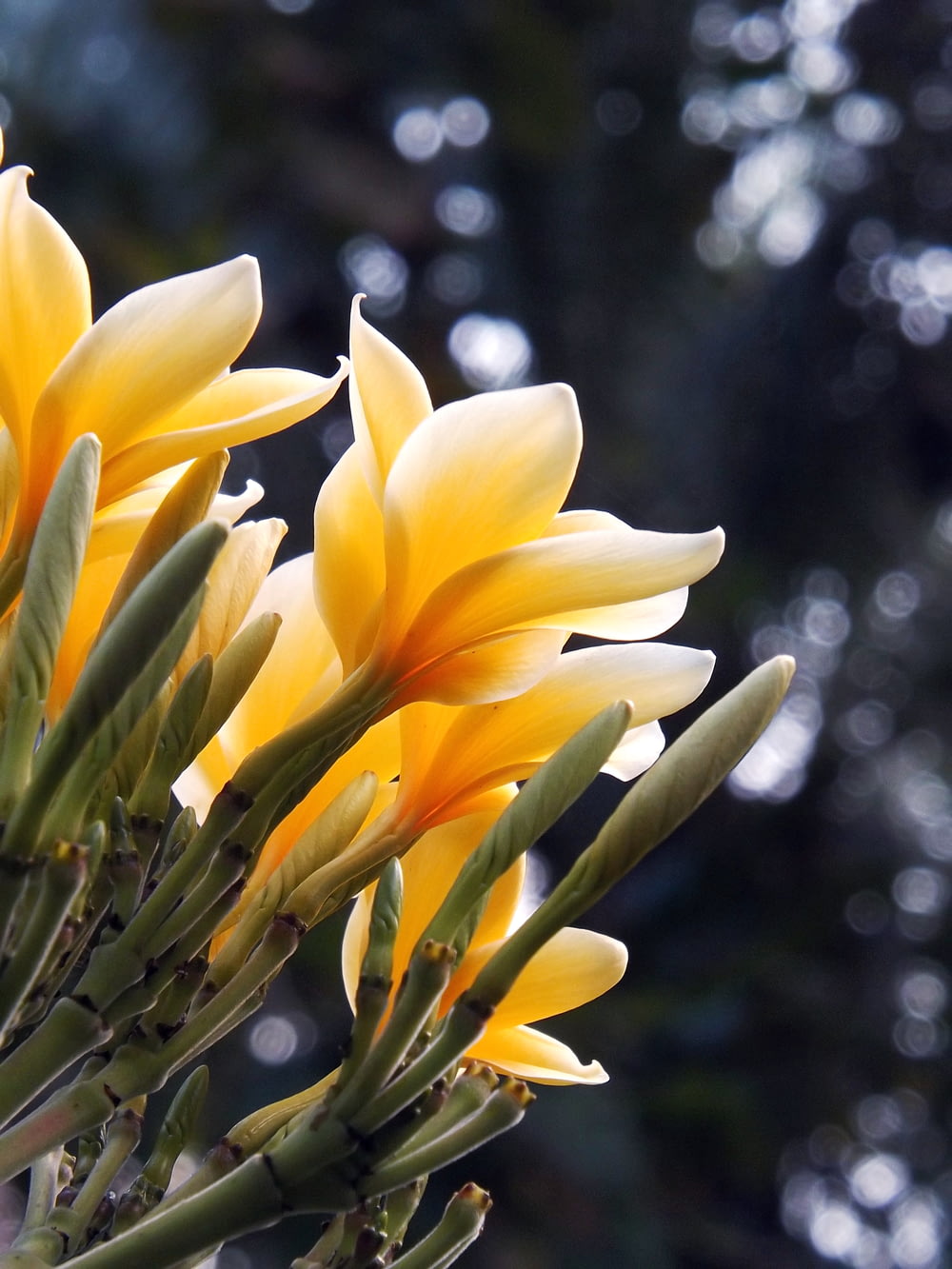 틸트 시프트 렌즈의 노란색과 흰색 꽃