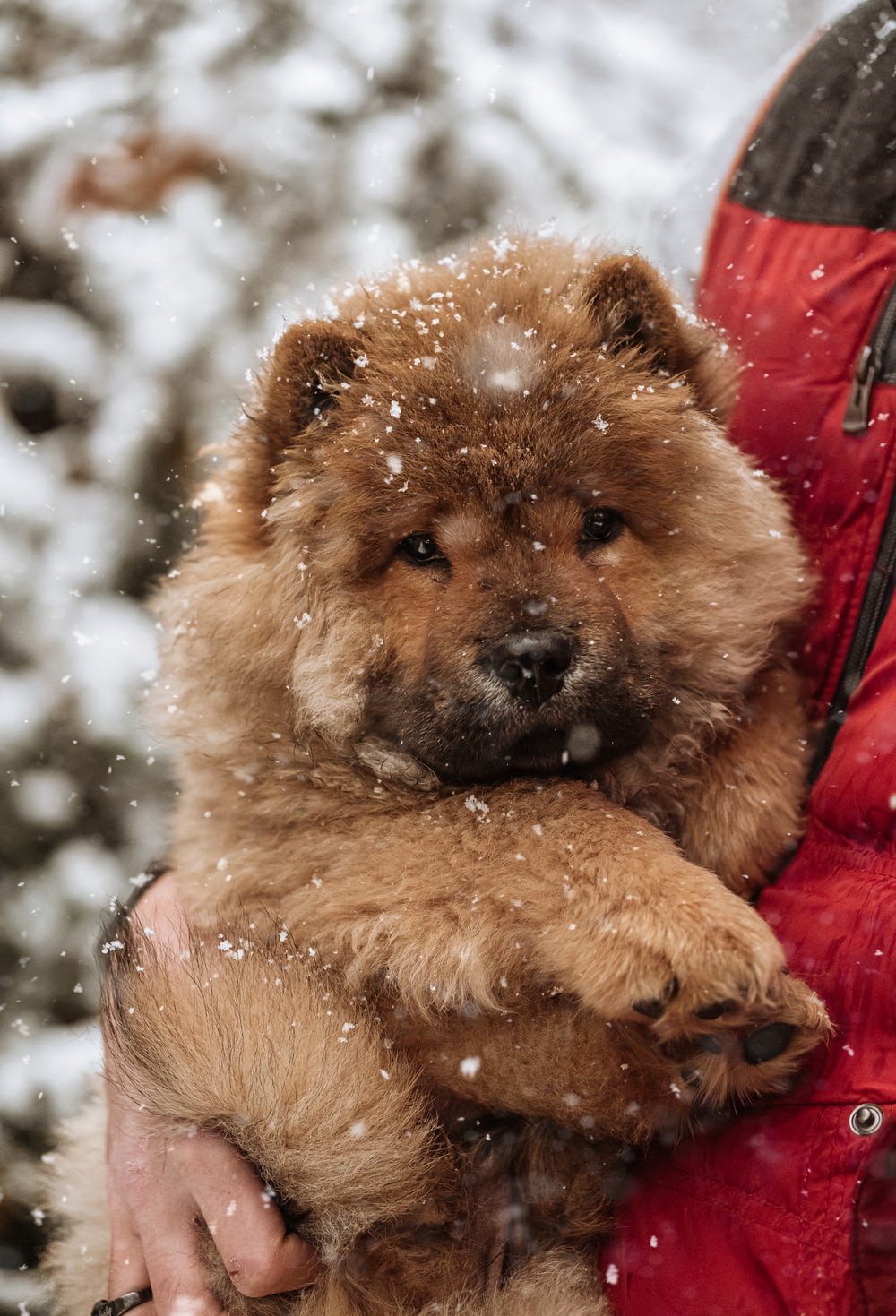 Perro de pelo largo marrón y negro en suelo cubierto de nieve durante el día