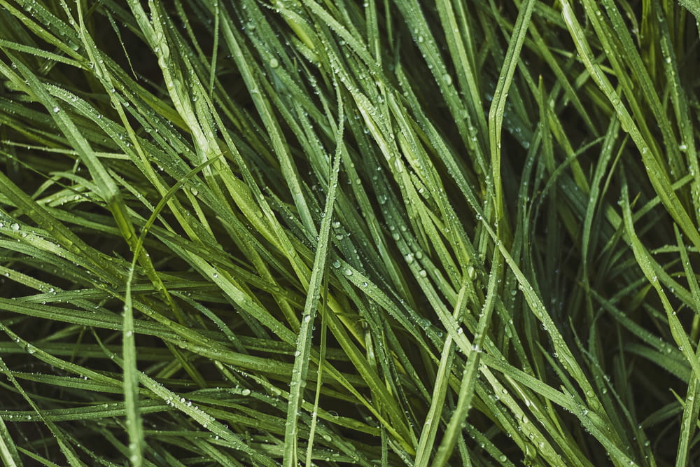 water dew on green grass