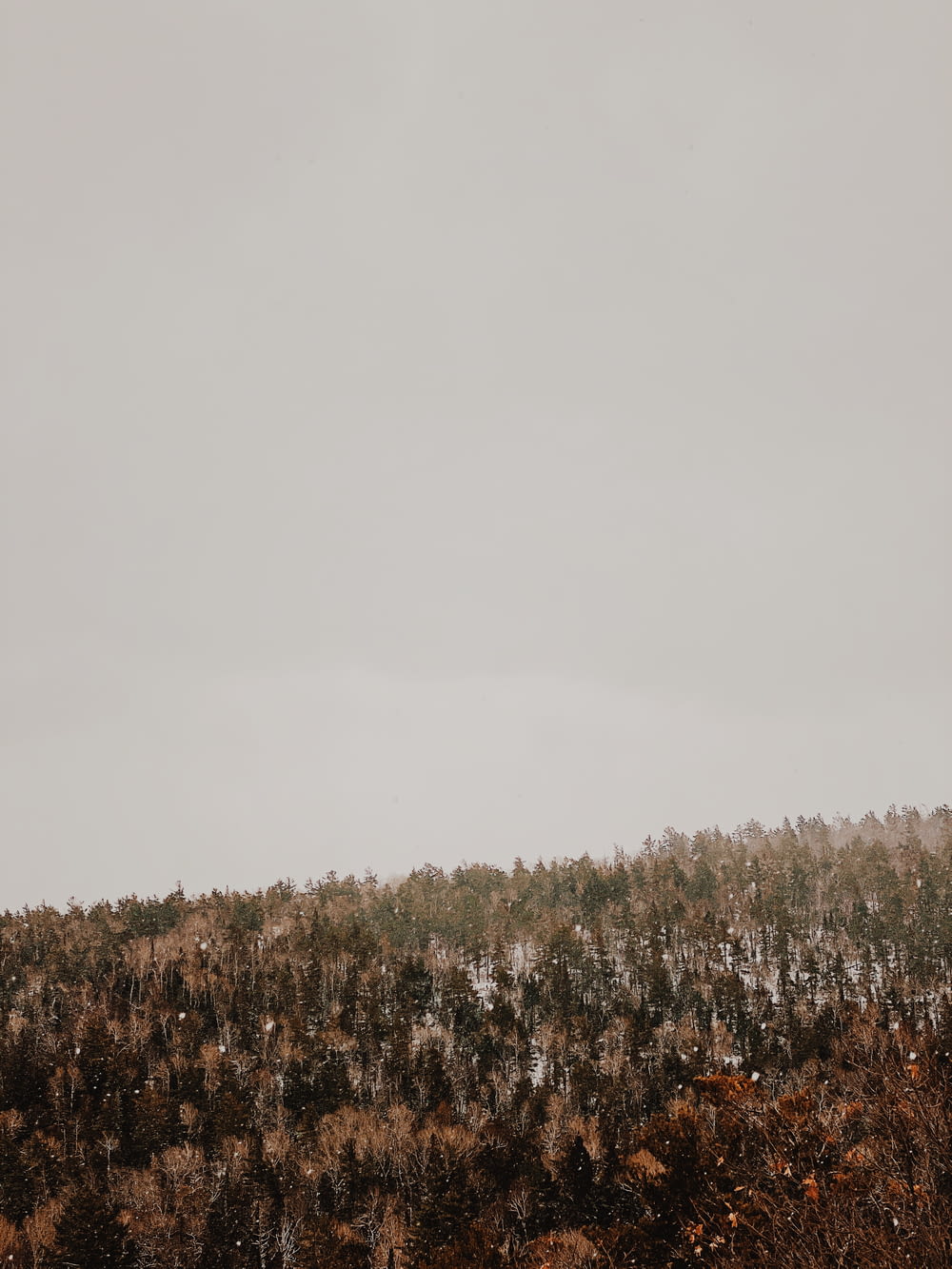 eine Baumgruppe auf einem schneebedeckten Hügel