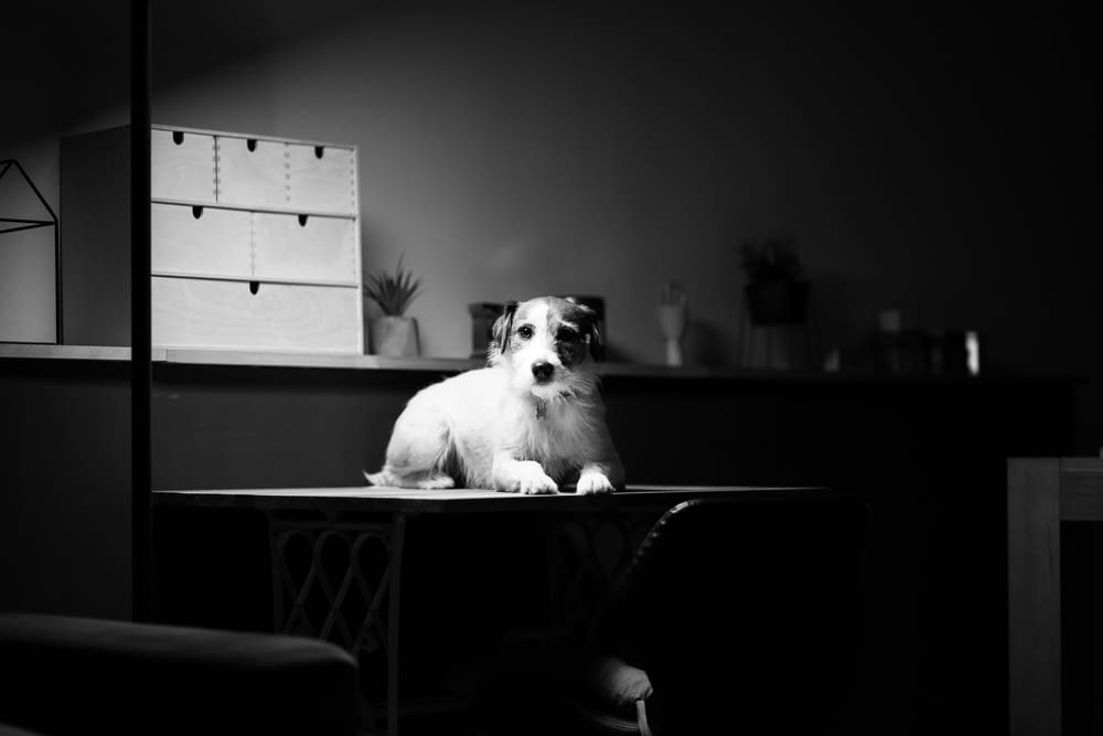 grayscale photo of a dog on a table