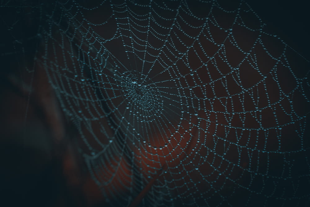 spider web in close up photography