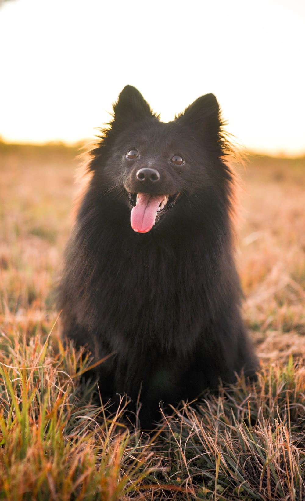 cão pequeno preto de revestimento longo no campo de grama verde durante o dia