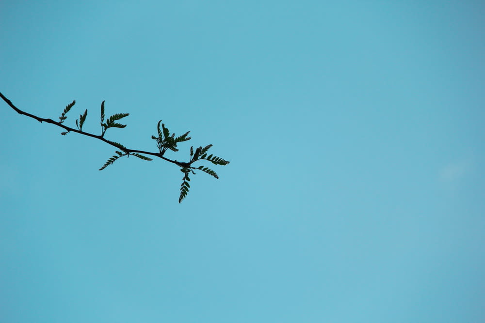 black tree branch under blue sky during daytime