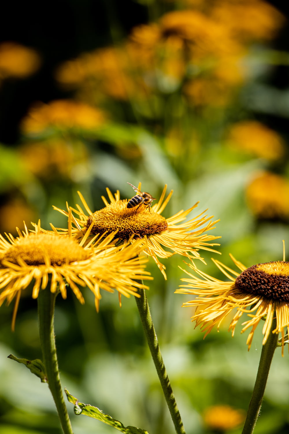 gelbe und schwarze Biene auf brauner Blüte