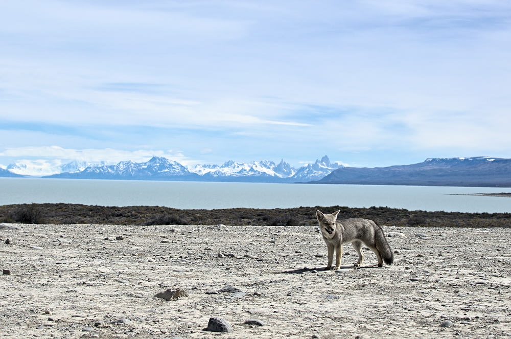 gray and white wolf on gray sand during daytime