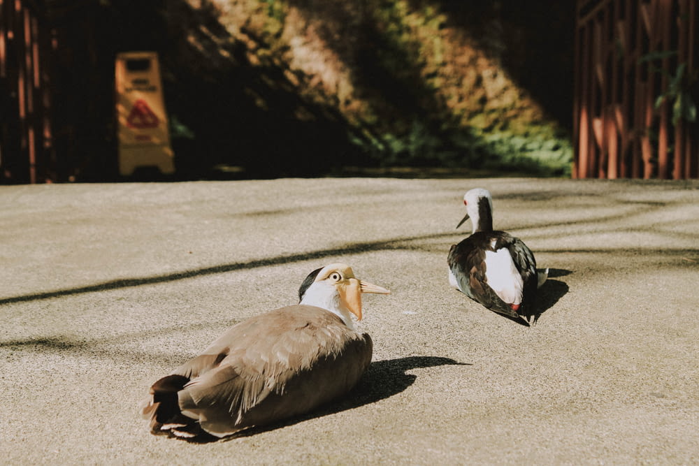 two white and black birds on gray concrete pavement during daytime