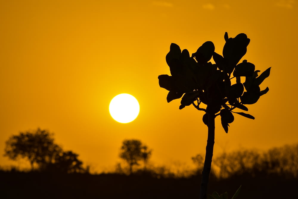 silhueta da planta durante o pôr do sol