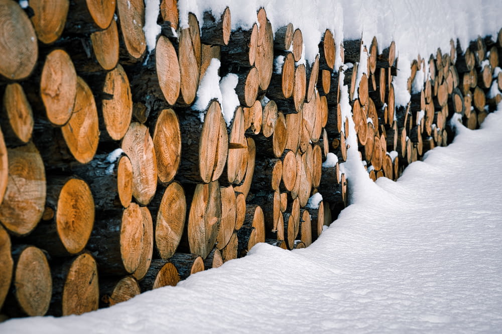troncos de madera marrón en el suelo cubierto de nieve
