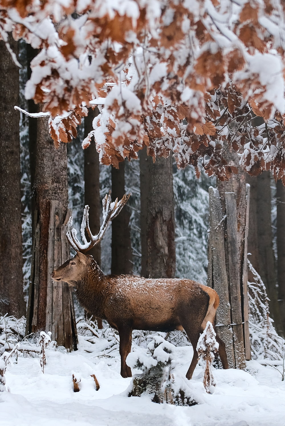 brown deer standing on snow covered ground during daytime
