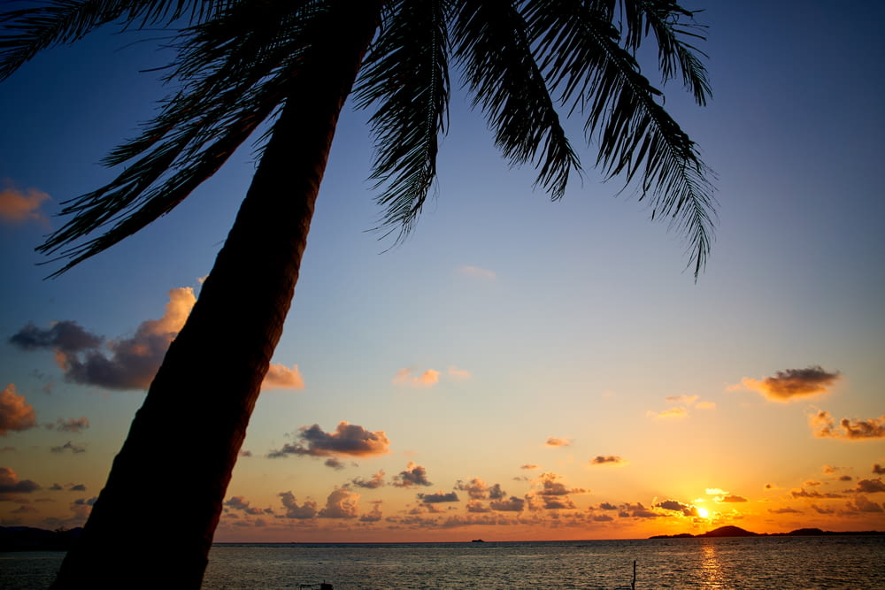 palm tree near sea during sunset