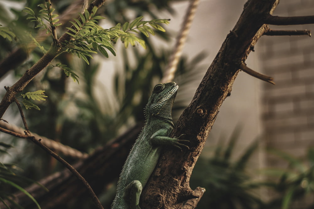 green lizard on brown tree branch during daytime