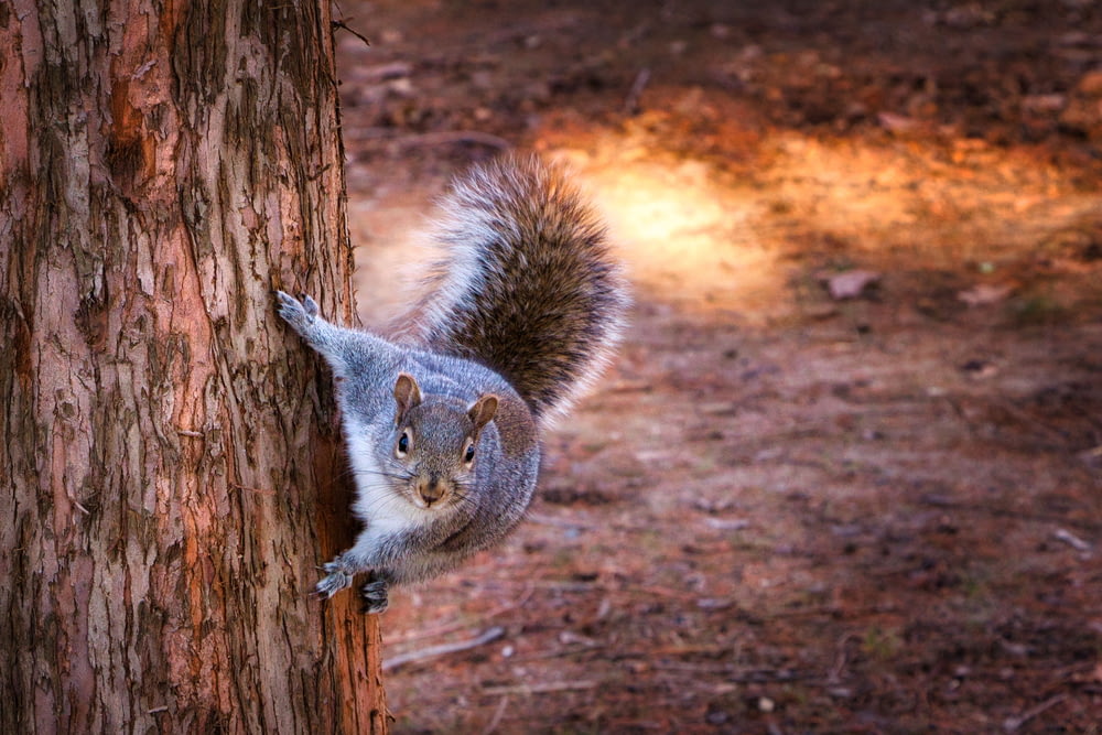 gray squirrel on brown tree trunk