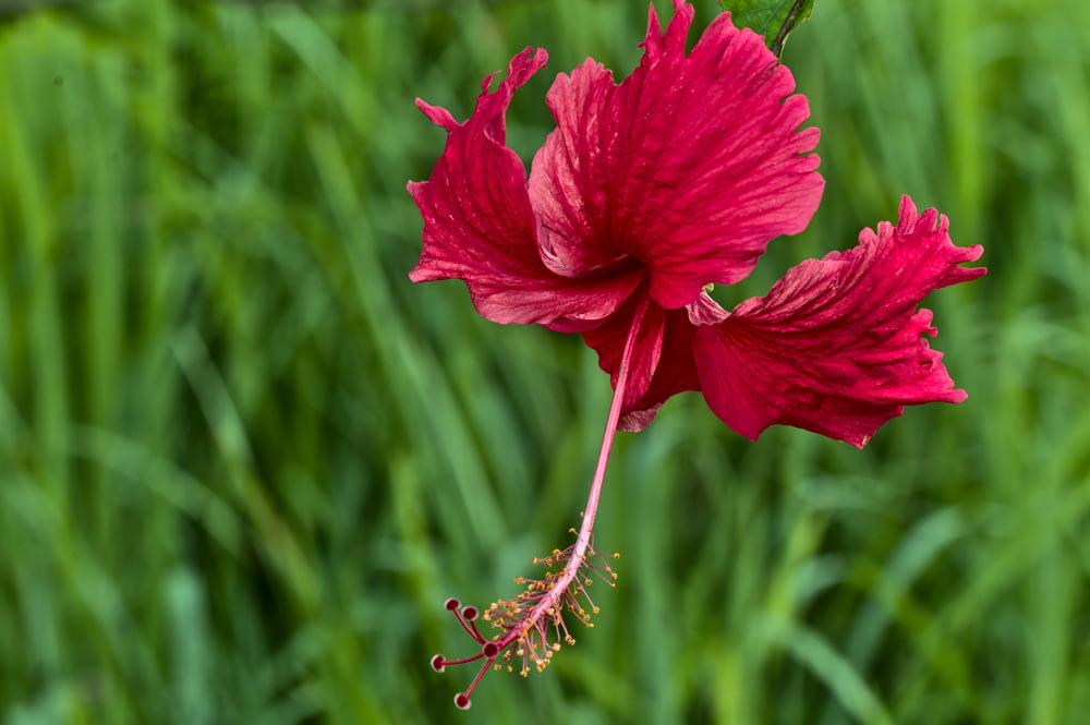 red hibiscus in bloom during daytime