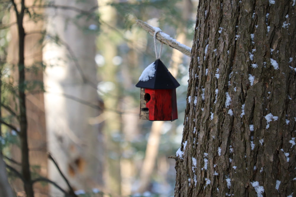 red and white wooden birdhouse on brown tree