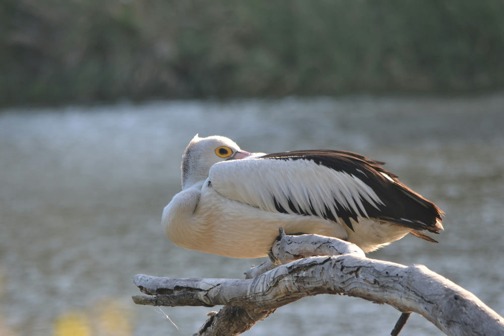 white pelican on brown wooden log