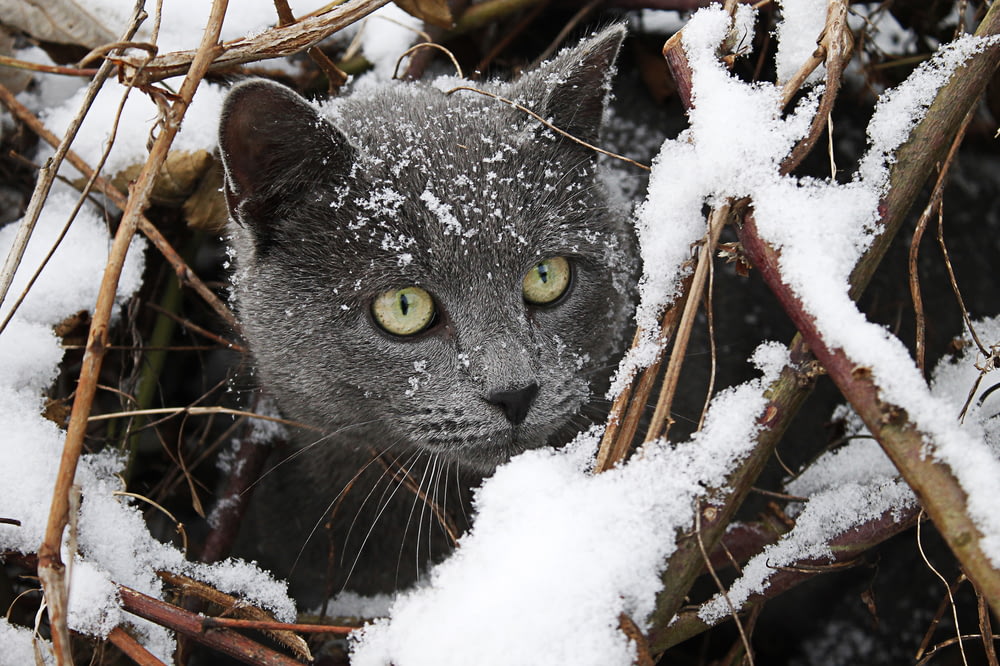 russian blue cat on snow covered ground