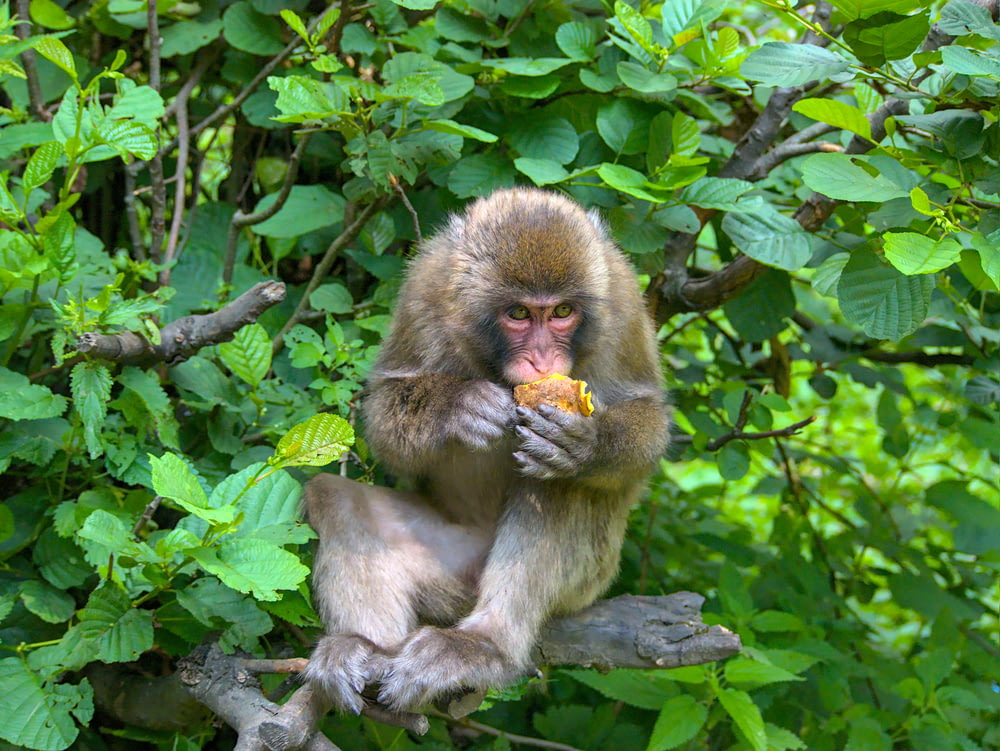 brown monkey on green leaves during daytime